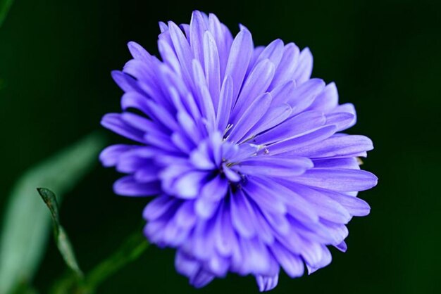 Photo arrière-plan floral et motif naturel avec un astre aromatique violet