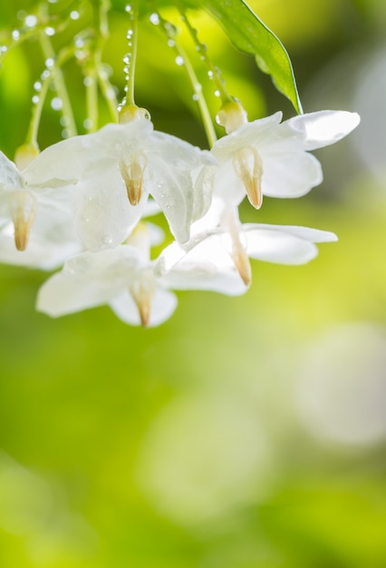 Arrière-plan flou abstrait de fleurs blanches, wrightia religiosa - Wild Water Plum.