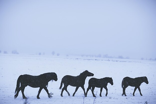 arrière-plan flou abstrait d'hiver, chevaux dans un paysage de champ enneigé, neige dans une ferme