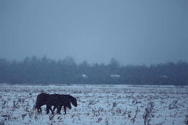 arrière-plan flou abstrait d'hiver, chevaux dans un paysage de champ enneigé, neige dans une ferme