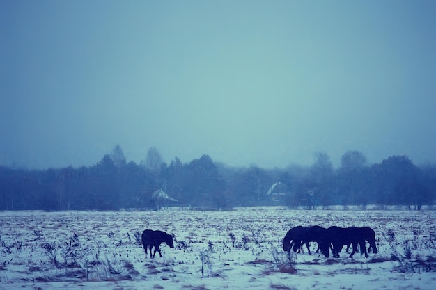 arrière-plan flou abstrait d'hiver, chevaux dans un paysage de champ enneigé, neige dans une ferme