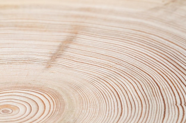 Photo arrière-plan flou abstrait de tranche de bois naturel avec cernes annuels mise au point sélective