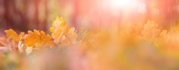 Arrière-plan flou d'automne avec des feuilles de chêne jaune sur le sol dans la forêt d'automne Automne dans les bois