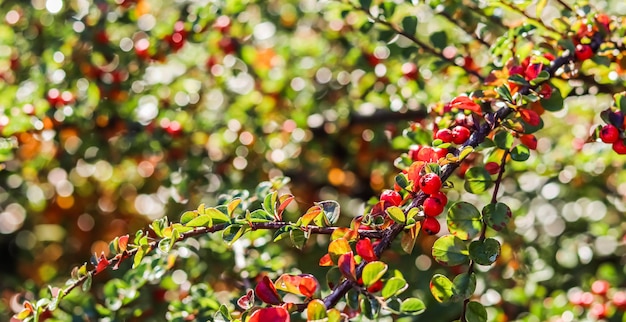 Arrière-plan flou d'automne Fruits rouges sur une branche de cotoneaster au soleil