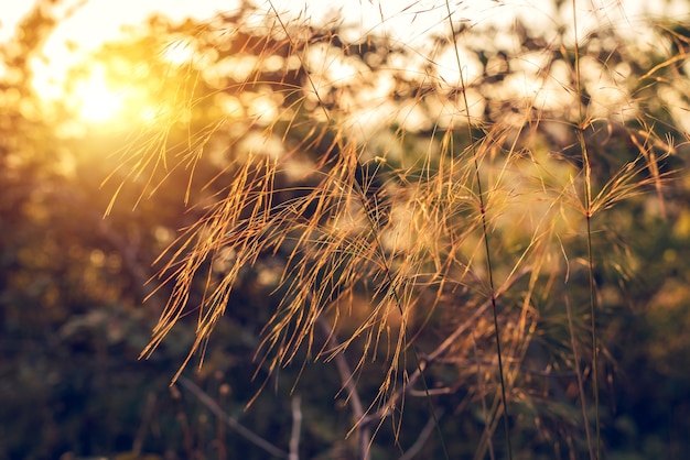 Arrière-plan flou coucher de soleil avec bokeh