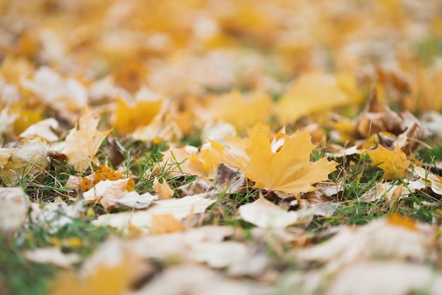 Arrière-plan flou avec des feuilles d'automne pour le texte bokeh au fond d'automne mm en défocalisation