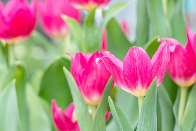 Arrière-plan flou de fleurs de tulipes roses