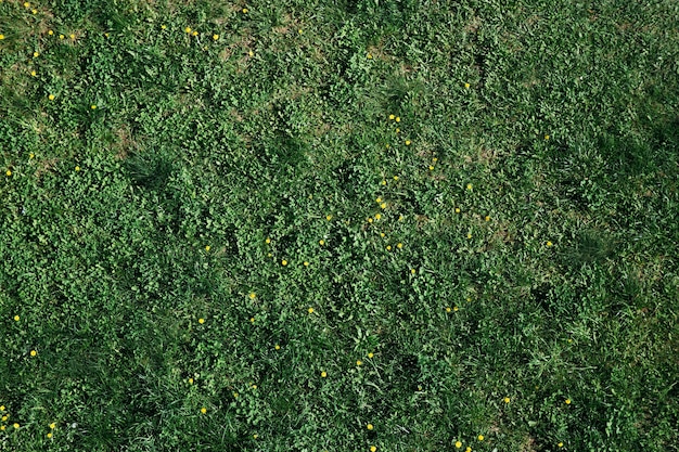 arrière-plan flou d'herbe de printemps et de fleurs