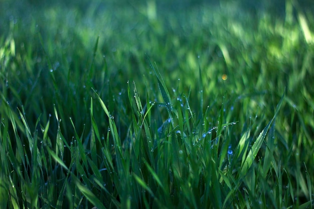 arrière-plan flou avec des herbes vertes et des gouttes de rosée du matin