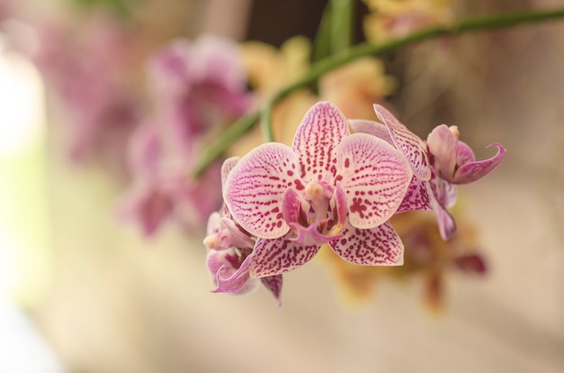 Arrière-plan flou motif de fleurs d&#39;orchidée pourpre