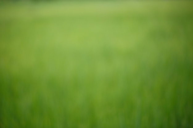 Arrière-plan flou de la prairie de riz vert
