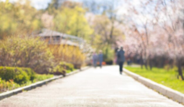 Photo arrière-plan flou avec une route à travers un jardin de printemps en fleurs