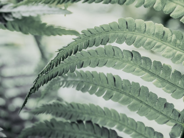 L'arrière-plan flou de la texture de la feuille de fougère verte pastel ressemble à une jungle cosmique floue à une vibration inhabituelle