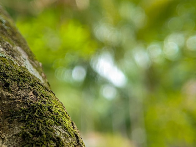 Un arrière-plan flou avec des troncs d'arbres