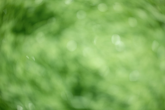 Arrière-plan flou vert Défocalisation par les feuilles d'arbres Bokeh La lumière défocalisation est naturelle