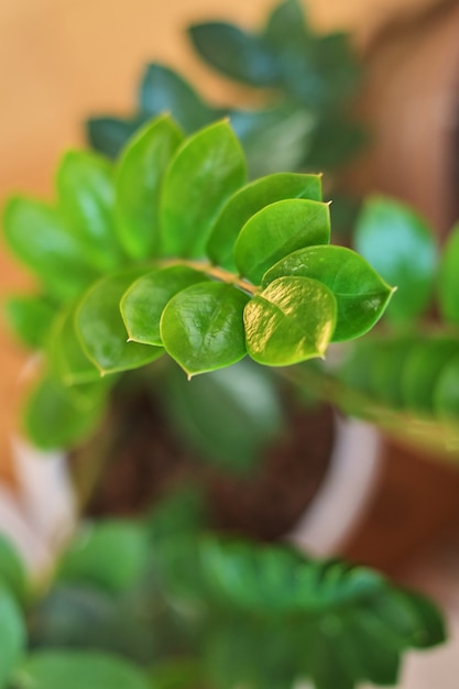 Arrière-plan flou vert naturel au soleil