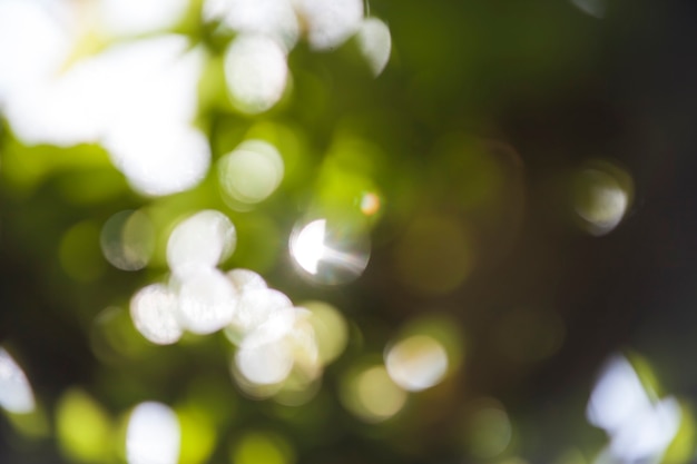 Arrière-plan flou vert naturel bokeh.