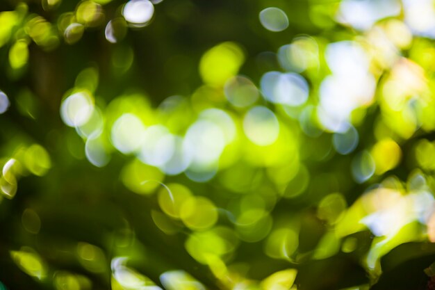 Photo arrière-plan flou vert naturel bokeh.