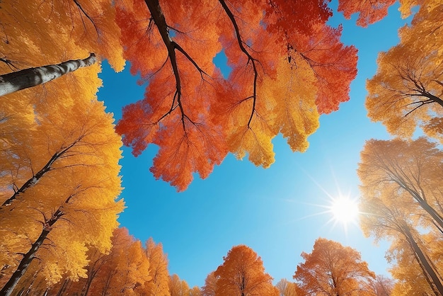 Arrière-plan de la forêt d'automne Arbre de couleur vivante feuillage rouge-orange dans le parc de l'automne Changement de la nature Feuilles jaunes en saison d'octobre Soleil dans le ciel en forme de cœur bleu Jour ensoleillé Météo lumière brillante cadre de bannière