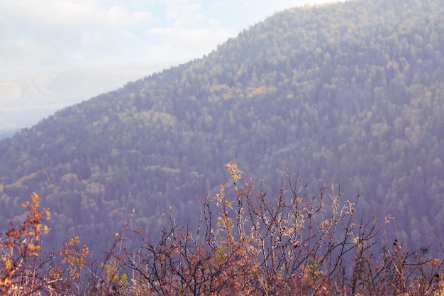 Arrière-plan de la forêt d'automne de conifères vert foncé et d'arbres à feuilles caduques jaunes sur le versant de la montagne With copy space