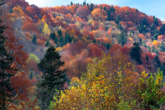 Arrière-plan de la forêt des carpates d'automne avec un feuillage doré et rouge et des rayons ensoleillés