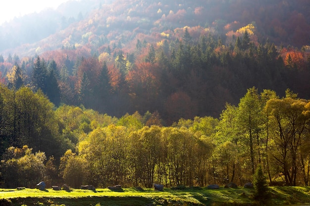 Arrière-plan de la forêt des carpates d'automne avec des rayons ensoleillés et du brouillard au feuillage doré et rouge