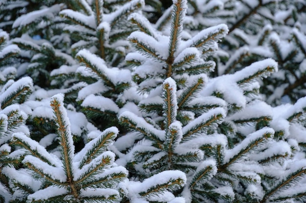 Arrière-plan de la forêt épicéa branches couvertes de neige