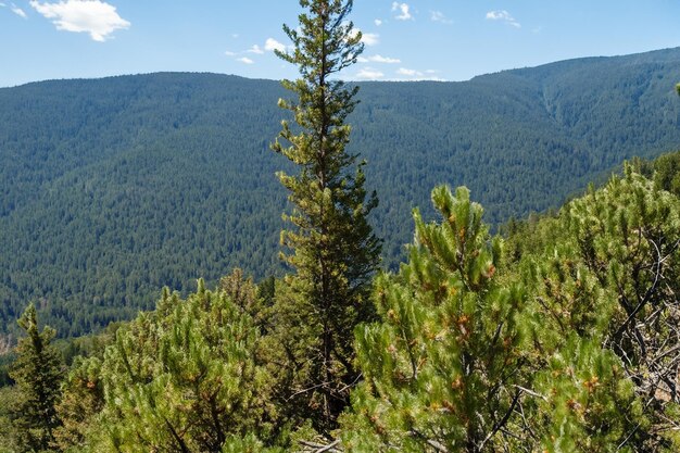 Arrière-plan de la forêt de pins de montagne