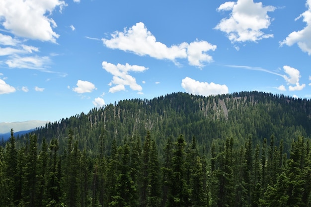 Arrière-plan de la forêt de pins de montagne