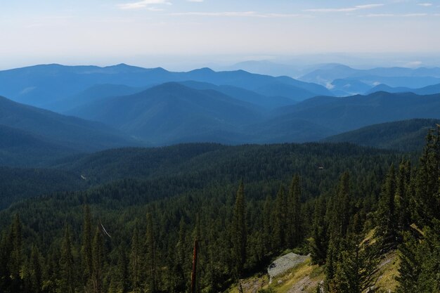 Photo arrière-plan de la forêt de pins de montagne