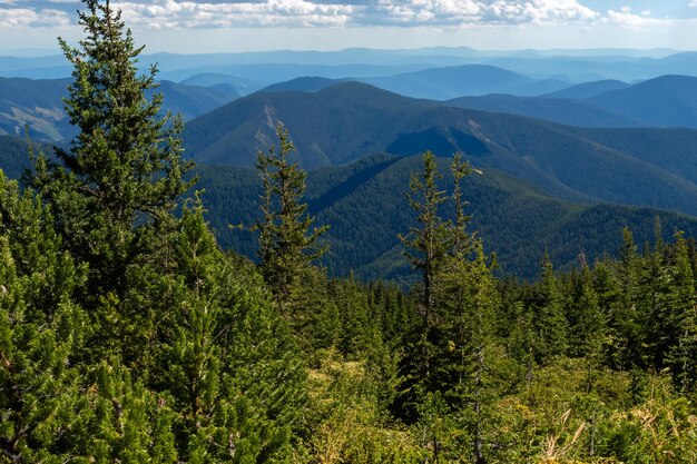 Photo arrière-plan de la forêt de pins de montagne