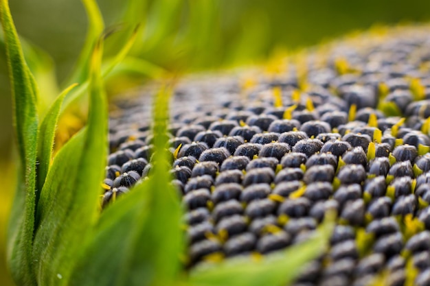 Arrière-plan de graines mûres dans un tournesol comme concept de récolte