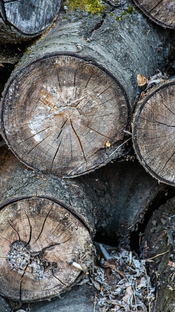 Arrière-plan avec un grand tas de bois dans la forêt d'été à partir de sciages de vieux gros pins et d'épinettes écorcés pour l'industrie forestière