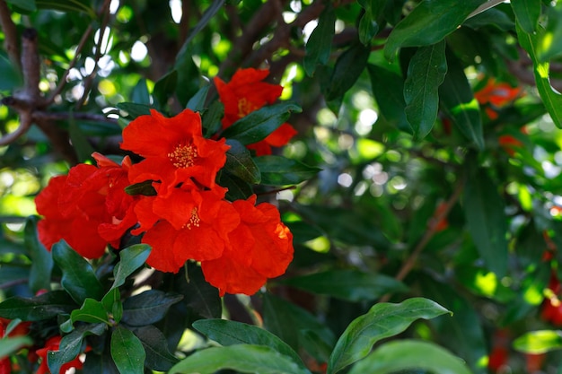 Arrière-plan avec grenadier en fleurs Lumière du coucher du soleil Mise au point sélective