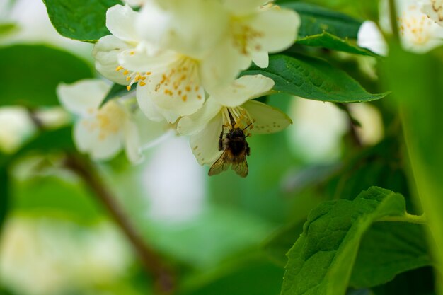 Arrière-plan gros plan de fleurs de jasmin dans un jardin.