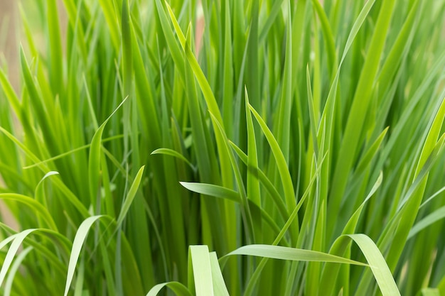 Arrière-plan de l'herbe hemerocallis fulva Hemerocallis fulva close up avec maquette