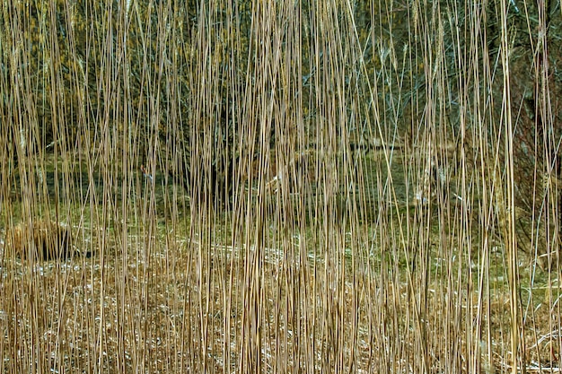 Arrière-plan d'herbe sèche Les panicles secs de Miscanthus sinensis se balancent dans le vent au début du printemps