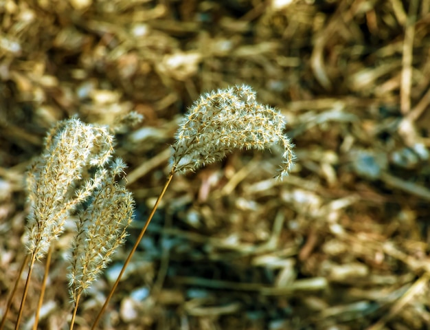 Arrière-plan d'herbe sèche Les panicles secs de Miscanthus sinensis se balancent dans le vent au début du printemps