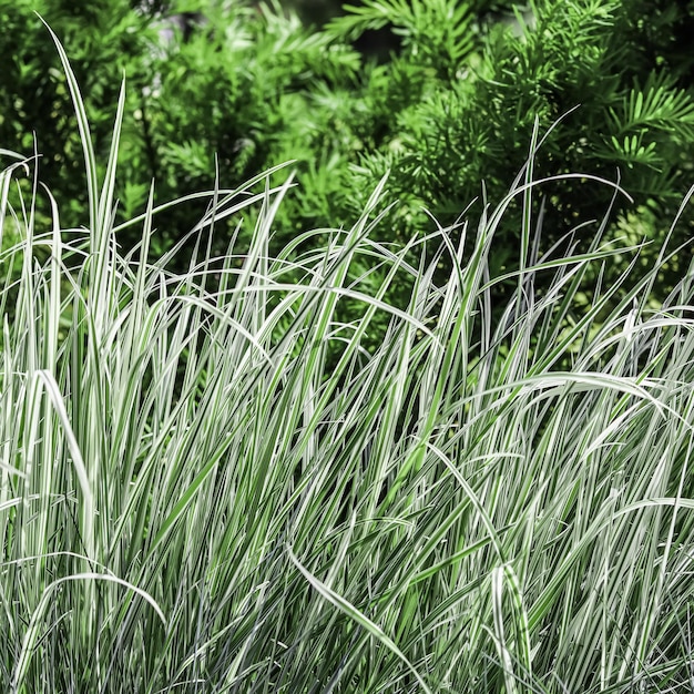 Photo arrière-plan de l'herbe verte et blanche décorative arrhenatherum elatius bulbosum variegatum