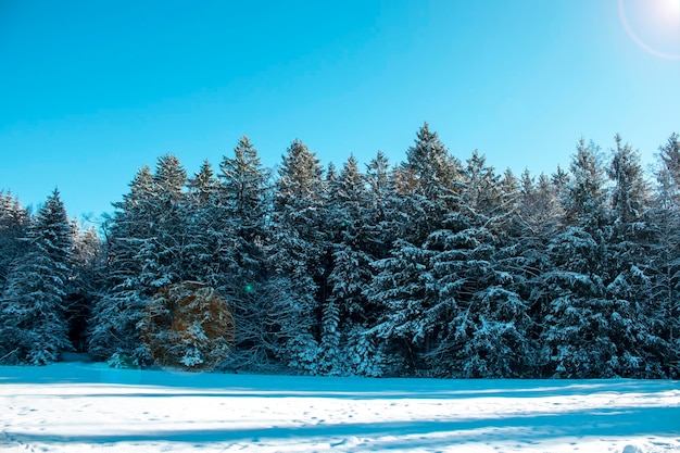 Arrière-plan d'hiver sur une belle journée d'hivers arbres couverts de neige contre le ciel bleu