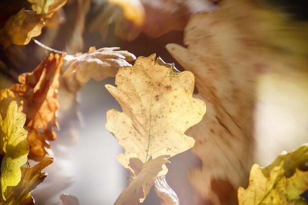 Arrière-plan impressionniste avec des feuilles de chêne brunes d'automne éclairées par le soleil chaud