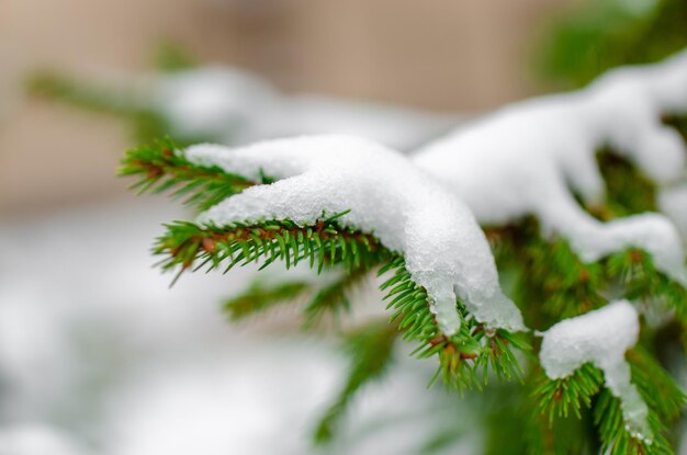 Photo arrière-plan lumineux d'hiver avec des branches de pin couvertes de neige au soleil arrière-fond naturel