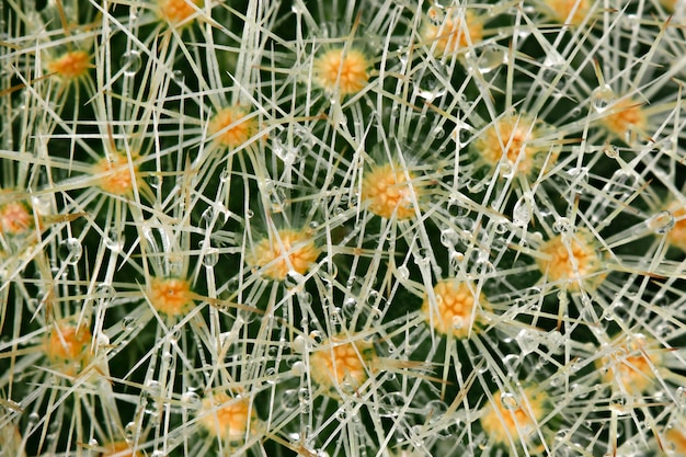 Photo arrière-plan macro cactus avec des gouttes d'eau