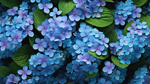 À l'arrière-plan, un mélange de fleurs d'héliotrope bleues délicates et de feuilles vertes fraîches