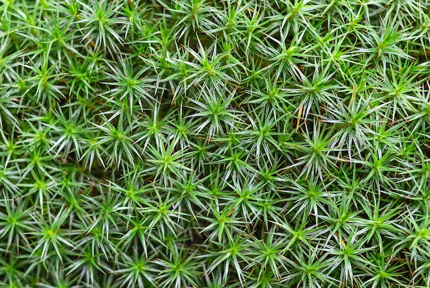 Arrière-plan de la mousse verte de la forêt en gros plan Plantes sauvages et milieux naturels