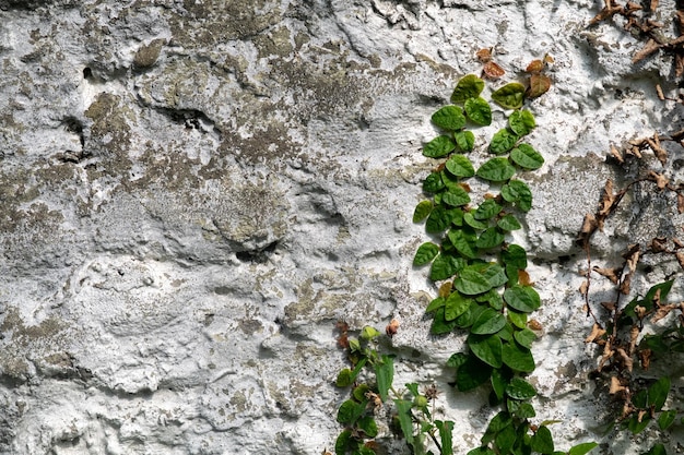 Arrière-plan d'un mur avec la vigne ficus repens