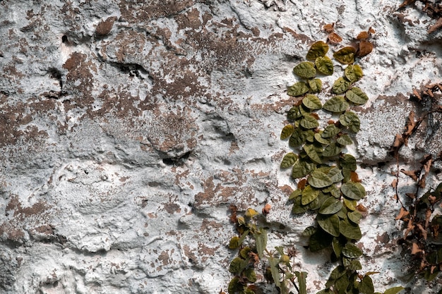 Arrière-plan d'un mur avec la vigne ficus repens