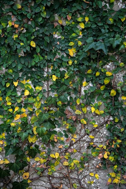 Arrière-plan d'un mur avec la vigne