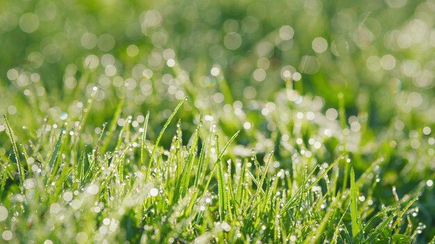 Arrière-plan de la nature abstraite Herbe verte jeune avec des gouttes de rosée et une pelouse bokeh douce dans la nature en plein air