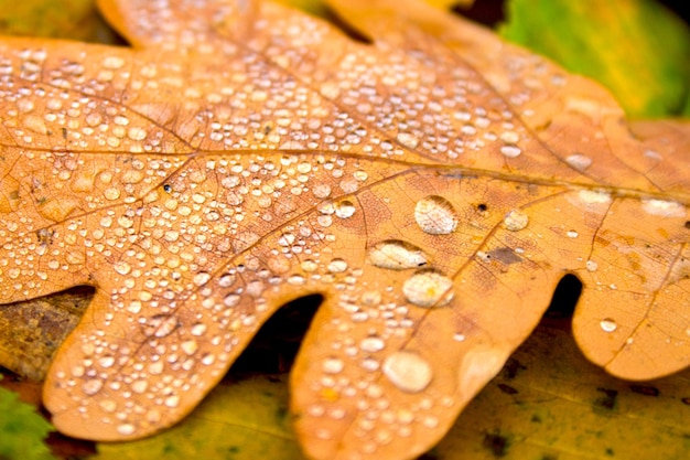 Photo arrière-plan de la nature d'automne feuille de chêne jaune tombée avec des gouttes d'eau